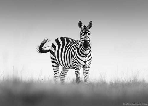 Main image Striped and Proud