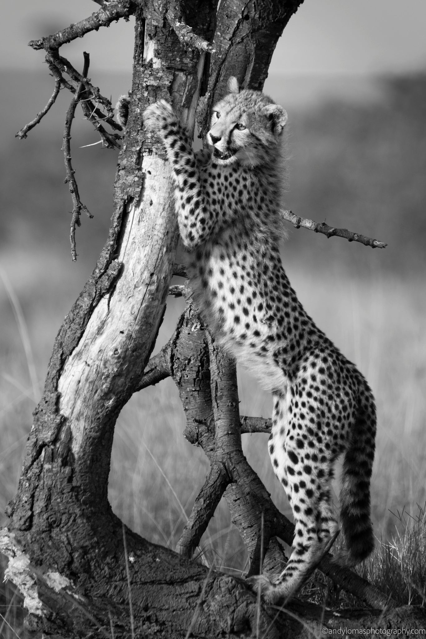 Main image The Cub I