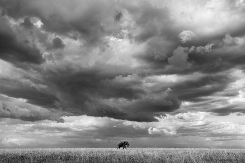 Awarded in BBC wildlife magazine 2026 annual photography competition black and white image of an elephant set against stormy sky on the savanna in Kenya. 