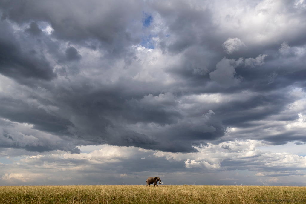 The Long Walk, a lone elephant standing on a grassy plain under a dramatic, cloudy sky.
