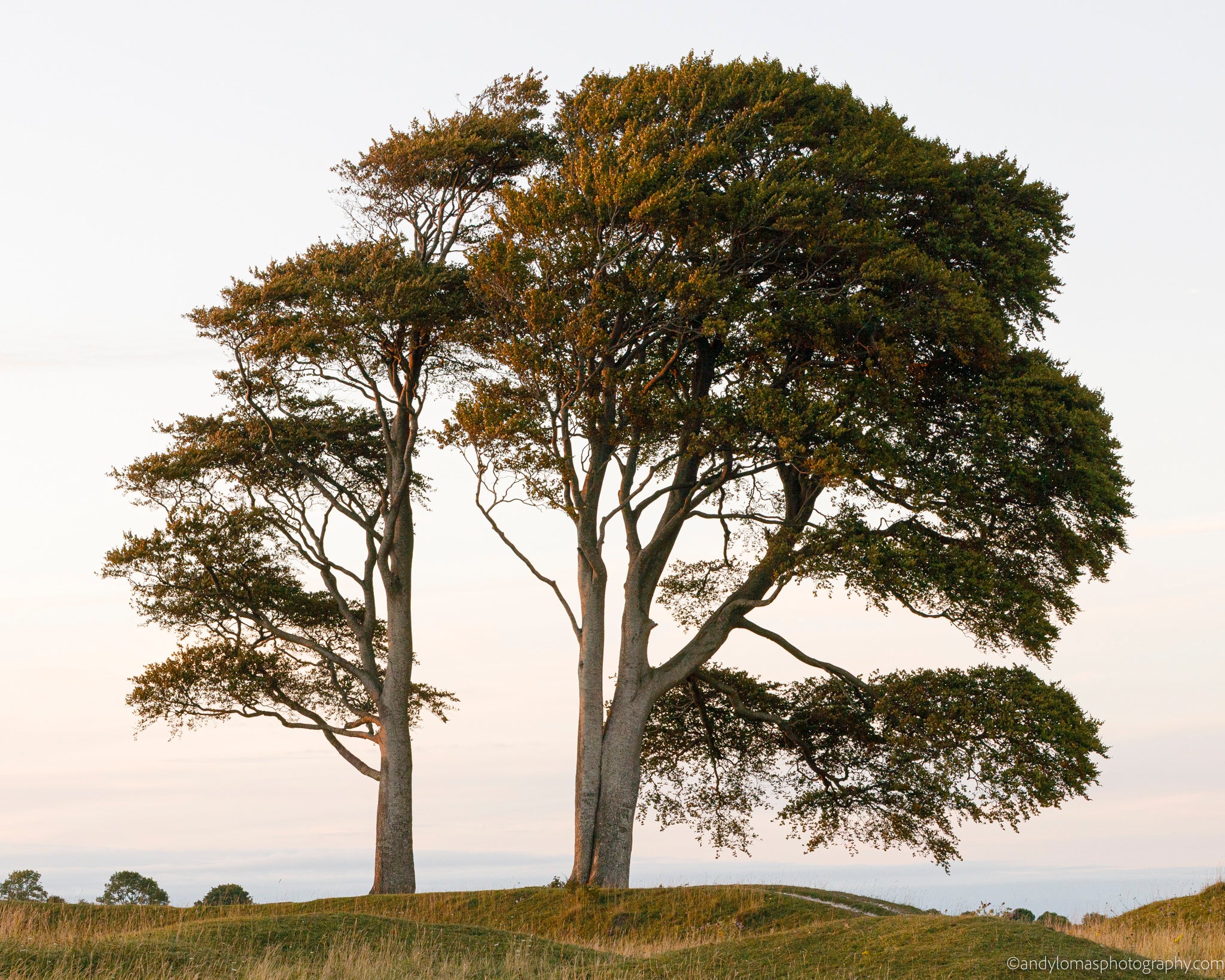 Main image Tree on Roundway Hill