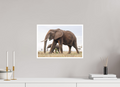 42 x 30 cm, Unframed Fine Art Giclée print on Hahnemühle Photo Rag paper with 1cm border Elephant and Baby III