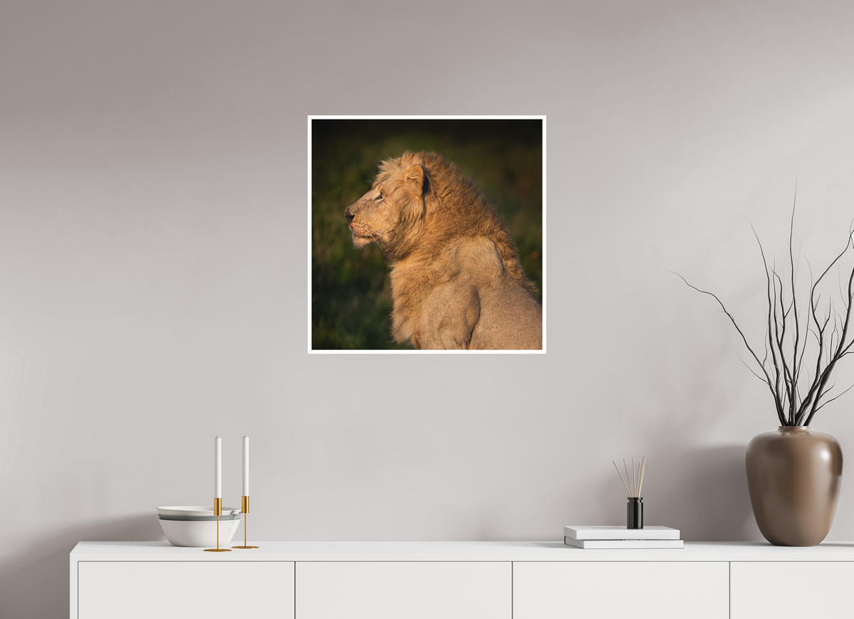 60 x 60 cm, Unframed Fine Art Giclée print on Hahnemühle Photo Rag paper with 1cm border Heavy is the Crown: Lion portrait
