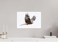45 x 30 cm, Unframed Fine Art Giclée print on Hahnemühle Photo Rag paper with 1cm border Red Kite II