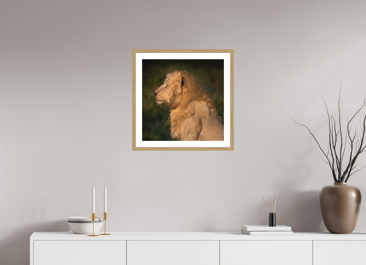 50 x 50 cm, Natural Oak colour frame Fine Art print on Hahnemühle paper with 3cm Passe-Partout w Museum glass Heavy is the Crown: Lion portrait
