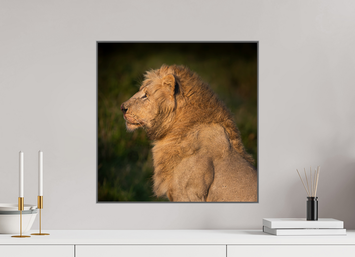 50 x 50 cm, Framed in Aluminium Art Box printed on Fuji Crystal Glossy paper w-out border Heavy is the Crown: Lion portrait