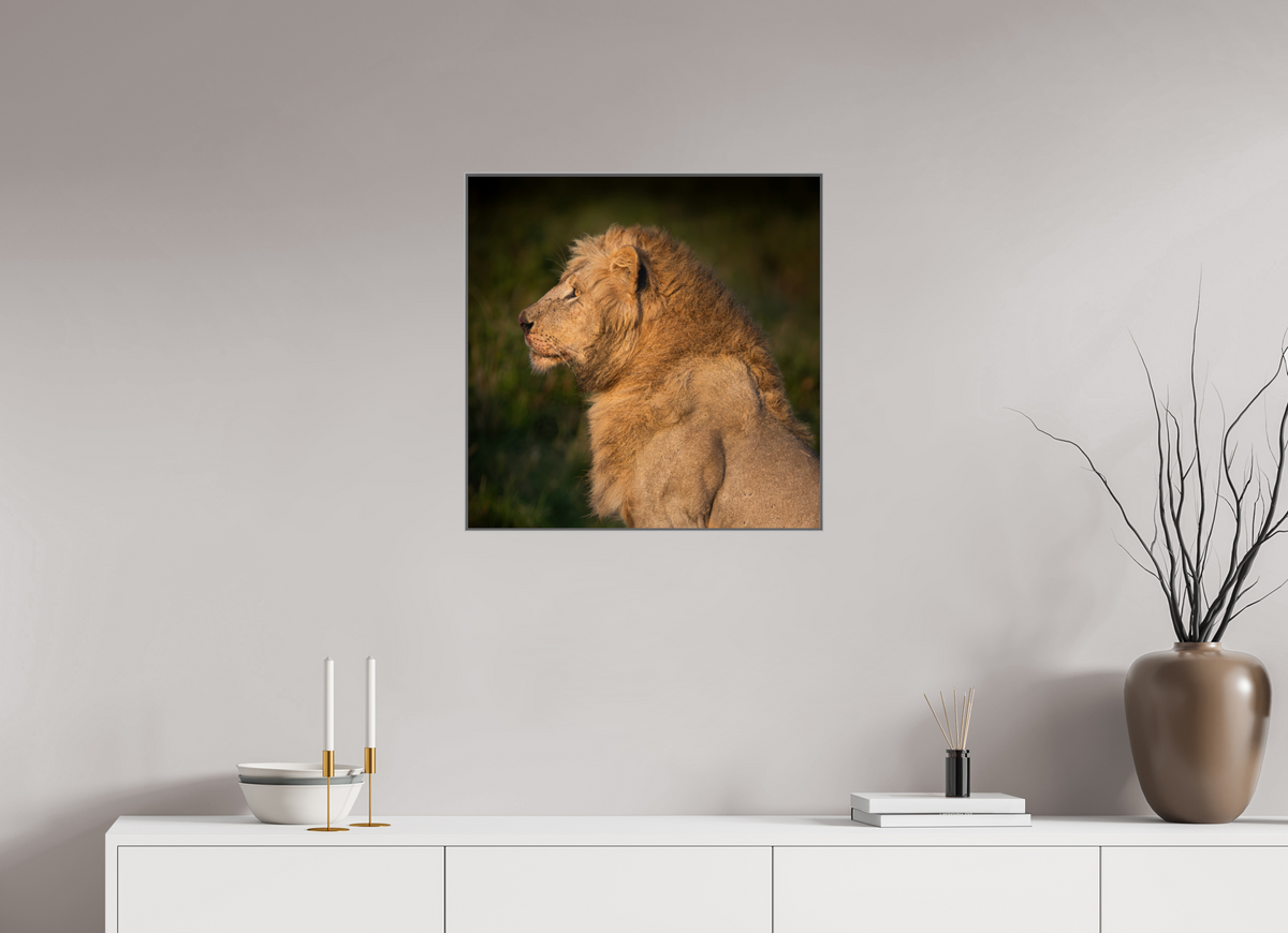 60 x 60 cm, Framed in Aluminium Art Box printed on Fuji Crystal Glossy paper w-out border Heavy is the Crown: Lion portrait